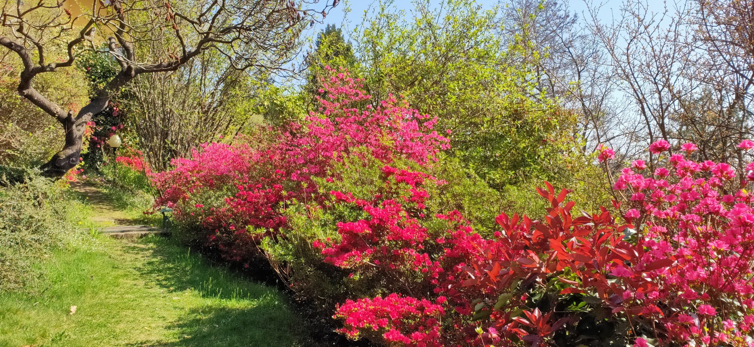 Siamo fragili come fiori… buona Pasqua